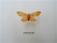 藏品(褐赭污燈蛾)的圖片